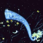 Un organisme unicellulaire sans cerveau est capable d’apprendre pavlovien