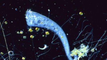 Un organisme unicellulaire sans cerveau est capable d’apprendre pavlovien