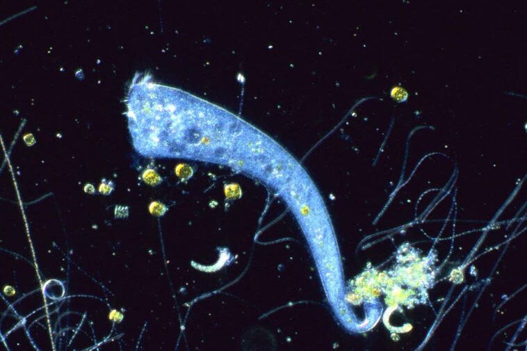 Un organisme unicellulaire sans cerveau est capable d’apprendre pavlovien