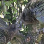 Deux perroquets kea sont bec contre bec dans un arbre. Celui de gauche manque la partie supérieure de son bec. Celui de droite l'aide à nettoyer son bec.