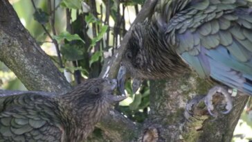 Deux perroquets kea sont bec contre bec dans un arbre. Celui de gauche manque la partie supérieure de son bec. Celui de droite l'aide à nettoyer son bec.