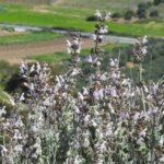 Certaines plantes peuvent se nourrir de la poussière qui se dépose sur leurs feuilles
