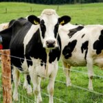 De nouvelles mutations aident le virus de la grippe aviaire H5N1 à infecter les vaches mais pas les humains