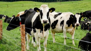De nouvelles mutations aident le virus de la grippe aviaire H5N1 à infecter les vaches mais pas les humains