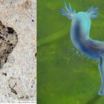 Une image fossile à gauche et une illustration à droite du