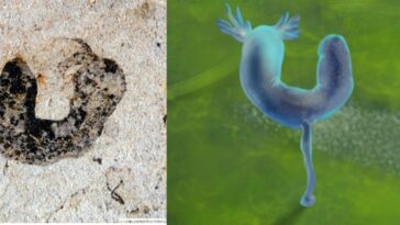 Une image fossile à gauche et une illustration à droite du