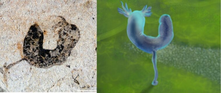 Des fossiles révèlent que de nombreux animaux complexes existaient avant l'explosion cambrienne Une image fossile à gauche et une illustration à droite du