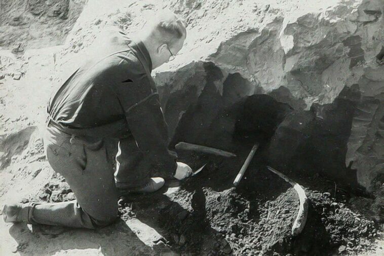 Des os anciens révèlent des détails saisissants d'une chasse à l'éléphant de Néandertal