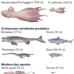 Un graphique compare la taille des poulpes anciens nouvellement décrits à celle d'autres prédateurs du Crétacé, notamment le mosasaure et le plésiosaure, ainsi qu'au calmar géant et aux humains des temps modernes. La plus grosse pieuvre éclipse tout sauf le mosasaure.