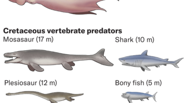 Un graphique compare la taille des poulpes anciens nouvellement décrits à celle d'autres prédateurs du Crétacé, notamment le mosasaure et le plésiosaure, ainsi qu'au calmar géant et aux humains des temps modernes. La plus grosse pieuvre éclipse tout sauf le mosasaure.