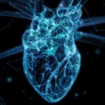 Des répliques numériques du cœur peuvent guider une procédure de sauvetage