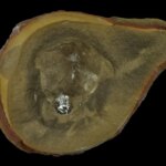 Un fossile brunâtre ressemblant à une coquille présenté sur un fond noir