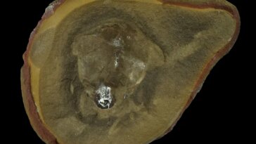 Un fossile brunâtre ressemblant à une coquille présenté sur un fond noir