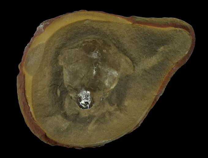 Un fossile brunâtre ressemblant à une coquille présenté sur un fond noir