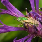 Une abeille verte irisée est représentée perchée sur une fleur violette.
