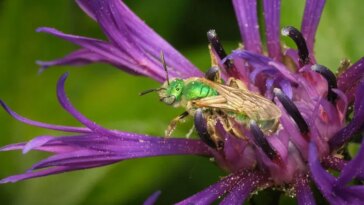Une abeille verte irisée est représentée perchée sur une fleur violette.