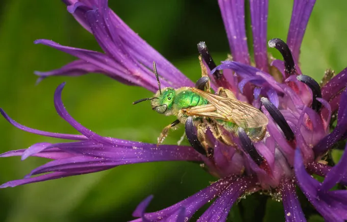 Une abeille verte irisée est représentée perchée sur une fleur violette.