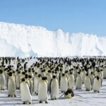 Photographie d’une colonie de manchots empereurs près de la plate-forme de glace de Brunt, en Antarctique.