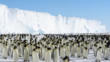Photographie d’une colonie de manchots empereurs près de la plate-forme de glace de Brunt, en Antarctique.