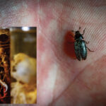 Un petit coléoptère dans la paume d'une main. L'encart est une photo d'un squelette de hibou dans un pot.