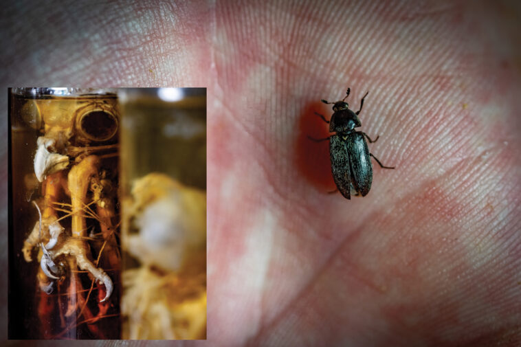 Un petit coléoptère dans la paume d'une main. L'encart est une photo d'un squelette de hibou dans un pot.
