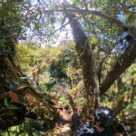 Un chercheur portant un harnais et un casque est accroupi parmi les branches d'un arbre.