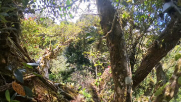 Un chercheur portant un harnais et un casque est accroupi parmi les branches d'un arbre.
