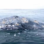 Près d'une baleine grise sur cinq meurt après être entrée dans la baie de San Francisco