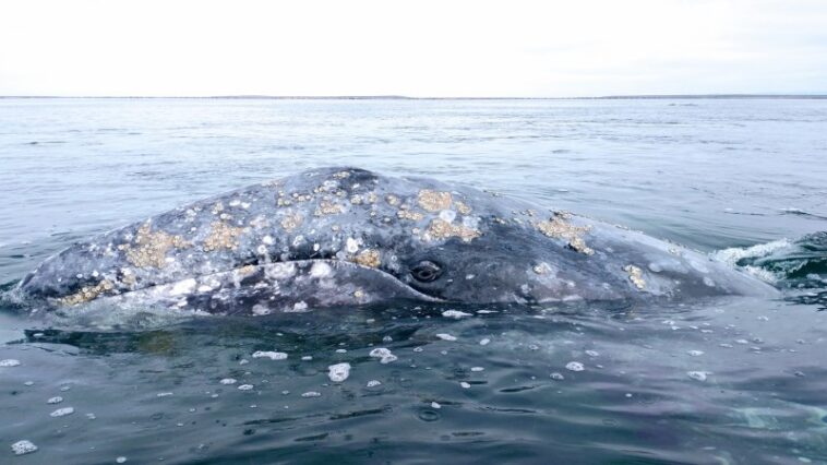 Près d'une baleine grise sur cinq meurt après être entrée dans la baie de San Francisco Près d'une baleine grise sur cinq meurt après être entrée dans la baie de San Francisco