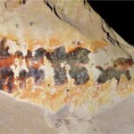 Un fossile préserve les contours d'un petit arthropode segmenté avec de multiples appendices le long de son corps.