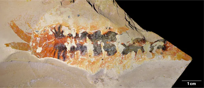 Un fossile révèle qu'un des premiers parents des araignées avait des griffes Un fossile préserve les contours d'un petit arthropode segmenté avec de multiples appendices le long de son corps.