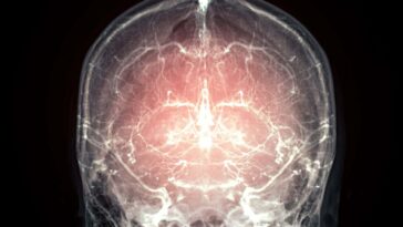 Un grand pas vers la réanimation après la mort grâce à la préservation du cerveau d'un mammifère