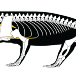 Un dessin du squelette de Captorhinus, un petit reptile ressemblant à un lézard qui vivait il y a 289 millions d'années. L'emplacement du cartilage fossilisé est coloré en jaune ; cela a permis de révéler comment le reptile respirait.