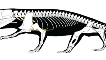 Un dessin du squelette de Captorhinus, un petit reptile ressemblant à un lézard qui vivait il y a 289 millions d'années. L'emplacement du cartilage fossilisé est coloré en jaune ; cela a permis de révéler comment le reptile respirait.