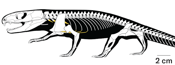 Un dessin du squelette de Captorhinus, un petit reptile ressemblant à un lézard qui vivait il y a 289 millions d'années. L'emplacement du cartilage fossilisé est coloré en jaune ; cela a permis de révéler comment le reptile respirait.