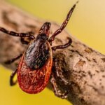 Un vaccin contre la maladie de Lyme pourrait se profiler à l’horizon