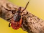 Un vaccin contre la maladie de Lyme pourrait se profiler à l’horizon
