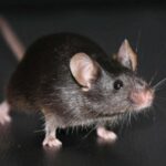 Une expérience historique révèle un gros problème inattendu avec le clonage Une expérience historique révèle un gros problème inattendu avec le clonage