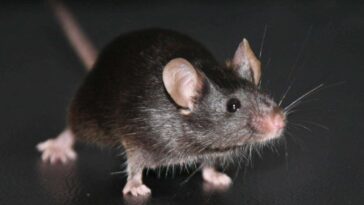 Une expérience historique révèle un gros problème inattendu avec le clonage