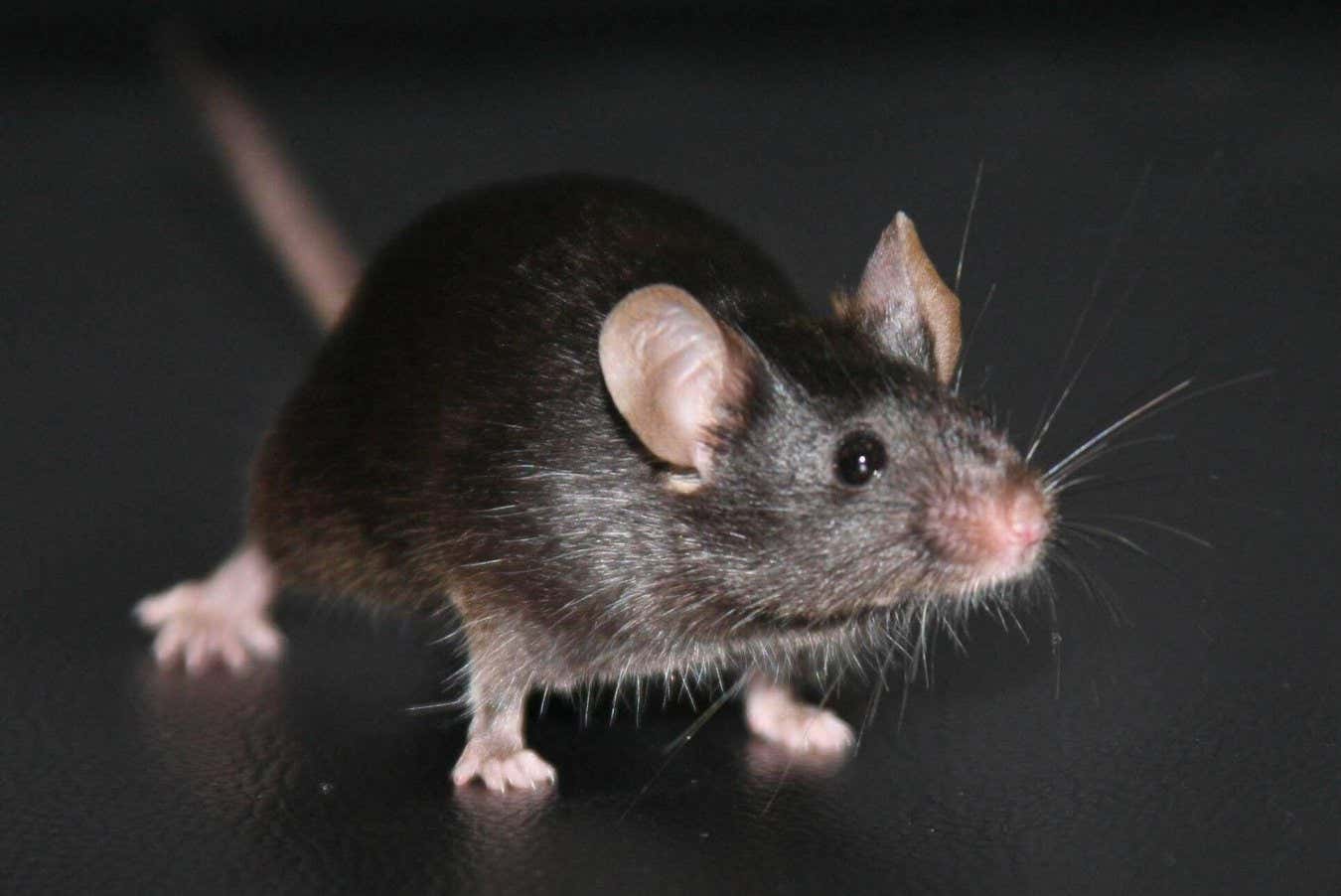 Une expérience historique révèle un gros problème inattendu avec le clonage