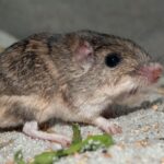 Une souris en voie de disparition pourrait avoir besoin d'un coup de main pour s'adapter au changement climatique