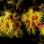 Des coraux jaunes ressemblant à des fleurs se regroupent sur une surface rocheuse sous l’eau.
