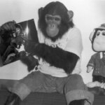 Qu'est-il arrivé à Bubbles, le chimpanzé de compagnie de Michael Jackson ?