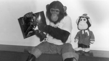 Qu'est-il arrivé à Bubbles, le chimpanzé de compagnie de Michael Jackson ?