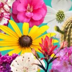 Célébrez le 250e anniversaire de l'Amérique lors d'une nouvelle exposition de fleurs d'État