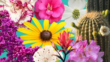 Célébrez le 250e anniversaire de l'Amérique lors d'une nouvelle exposition de fleurs d'État