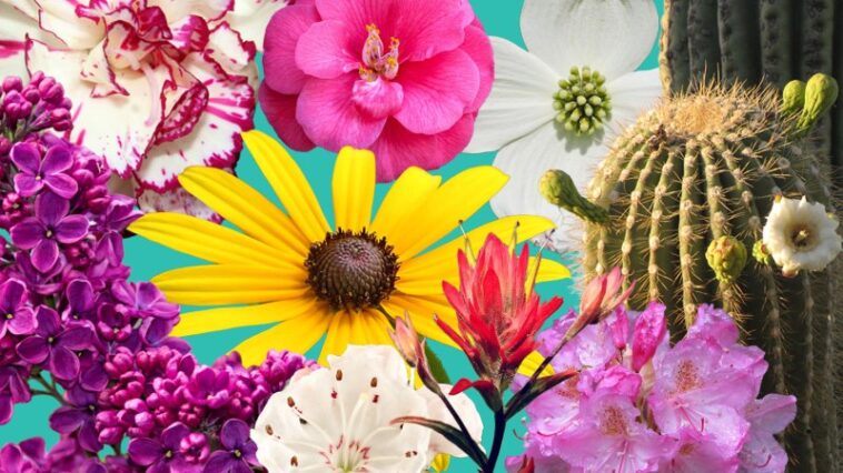 Célébrez le 250e anniversaire de l'Amérique lors d'une nouvelle exposition de fleurs d'État