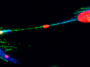 L'ADN endommagé peut se propager entre les cellules humaines. Qu’est-ce que cela pourrait signifier pour le cancer ?