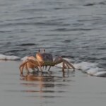 La marche latérale des crabes n'a peut-être évolué qu'une seule fois