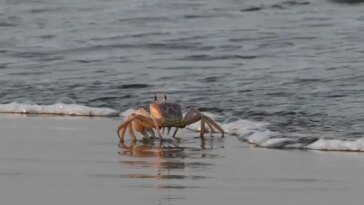 La marche latérale des crabes n'a peut-être évolué qu'une seule fois
